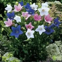 Platycodon